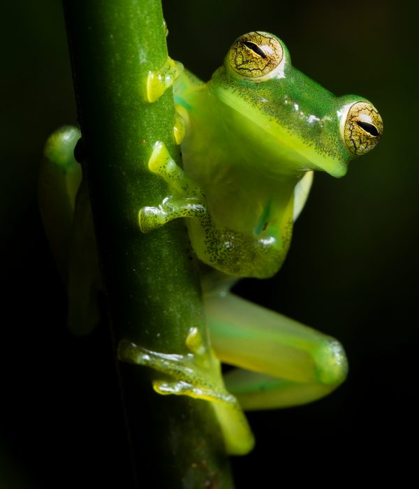 Ecuador-Reserva-Glass-Frog