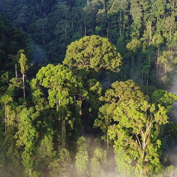 Rainforest from an aerial view.