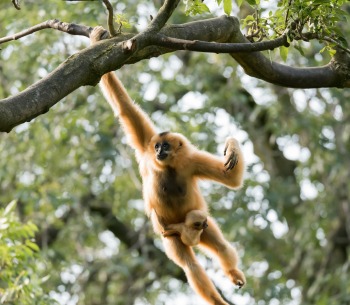 Buff-cheeked gibbon hanging from a tree