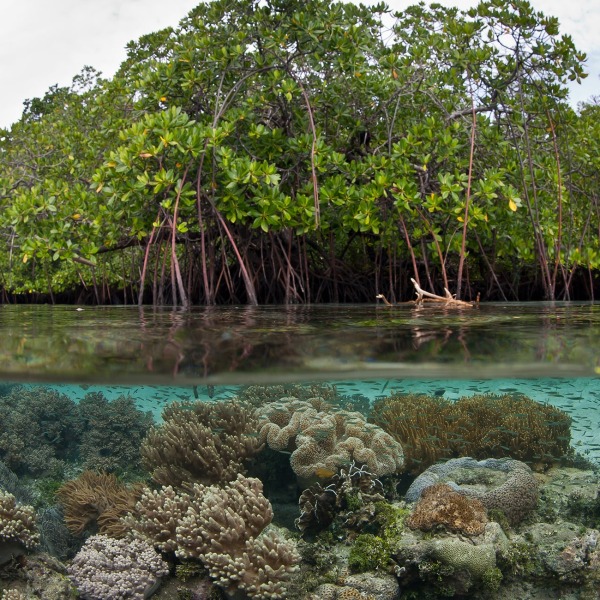 Mangrove forest, by Ethan Daniels