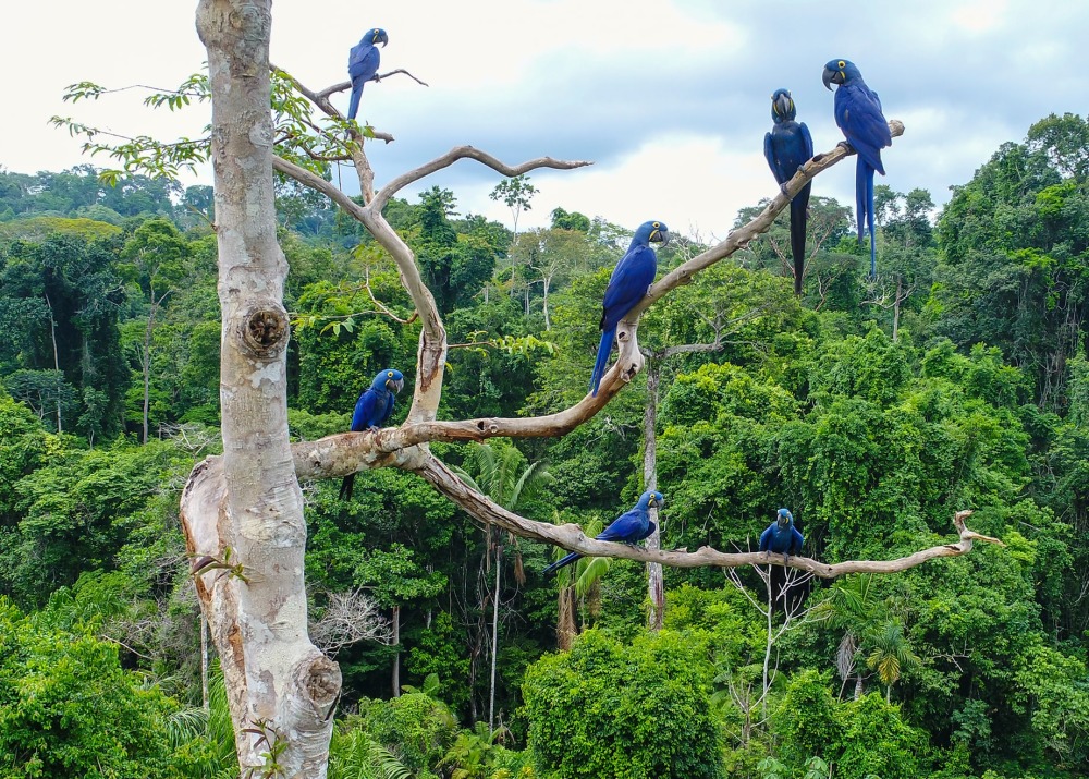 Hyacinth Macaws in the Brazilan Amazon, by Tarcisio Schnaider