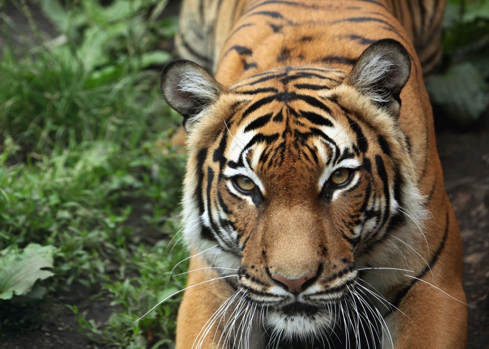 Malayan Tiger, by Vladimir Wrangel