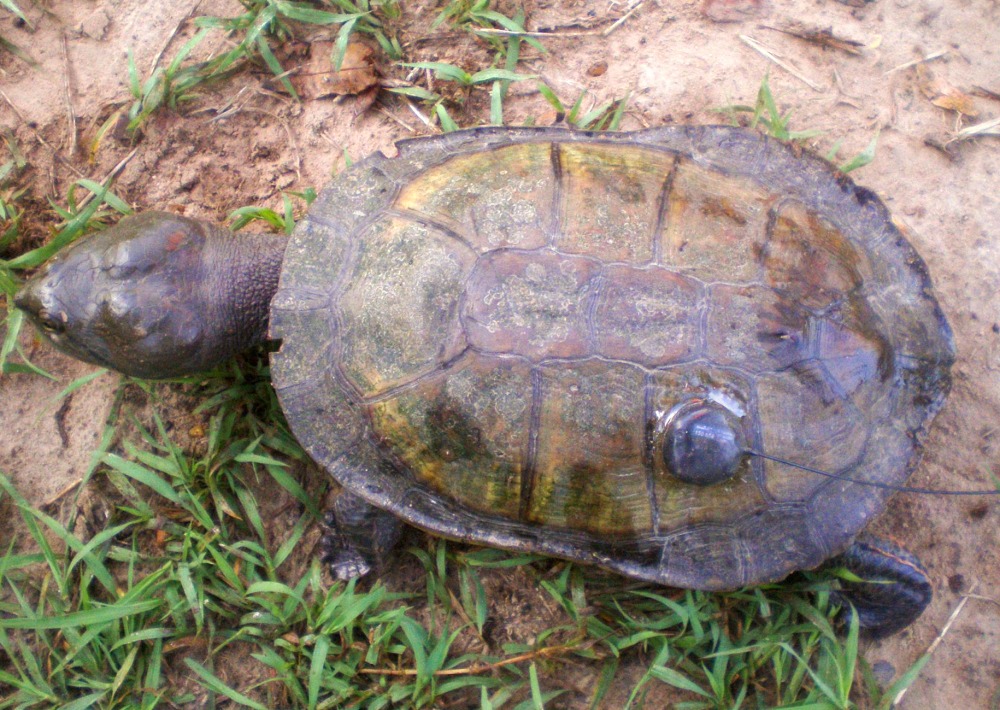 Overhead image of Dahl’s Turtle fitted with a transmitter on its back to track species movement in real time.