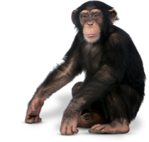 Chimp