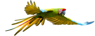 Macaw