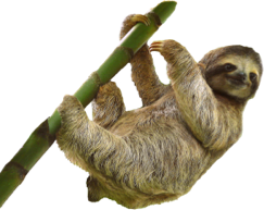 Sloth