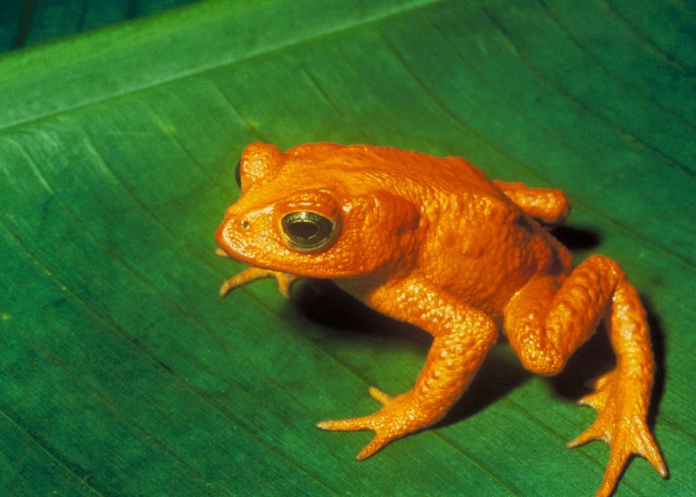 The extinct Golden Toad, by Charles H. Smith/Wikimedia Commons