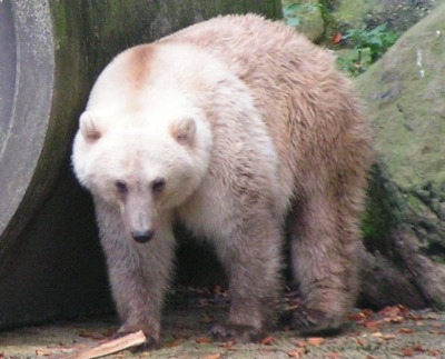 A Pizzly Bear