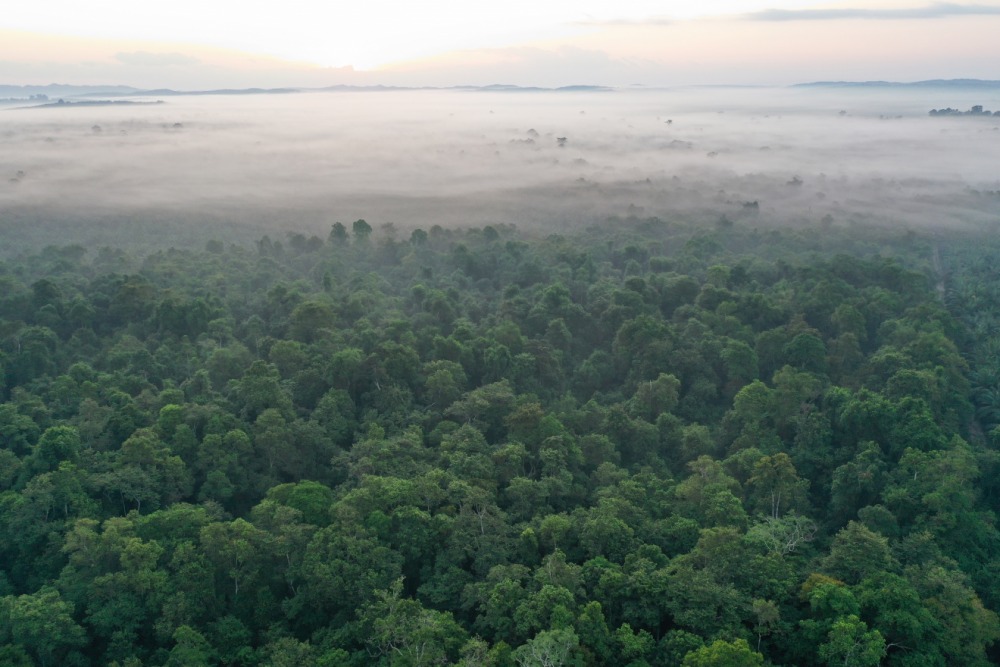 Rainforest Landscape