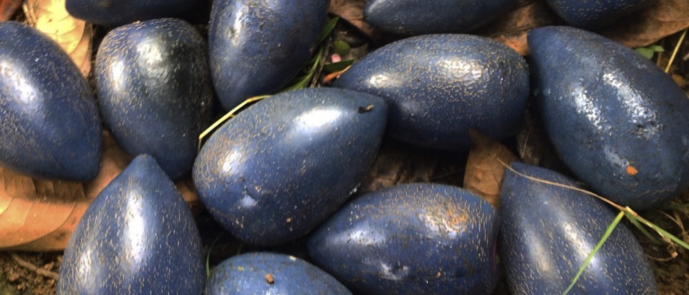 Cassowary Plums