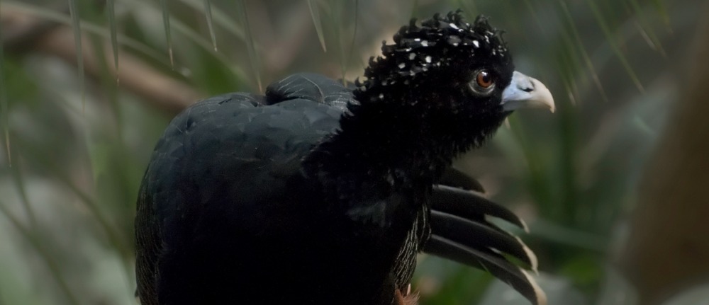 Colombia Blue Billed Currasow