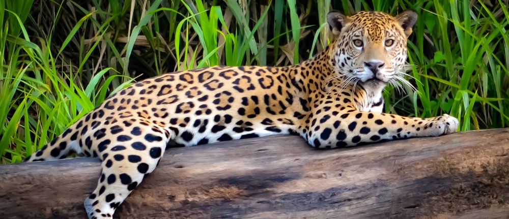 Jaguar in the Amazon