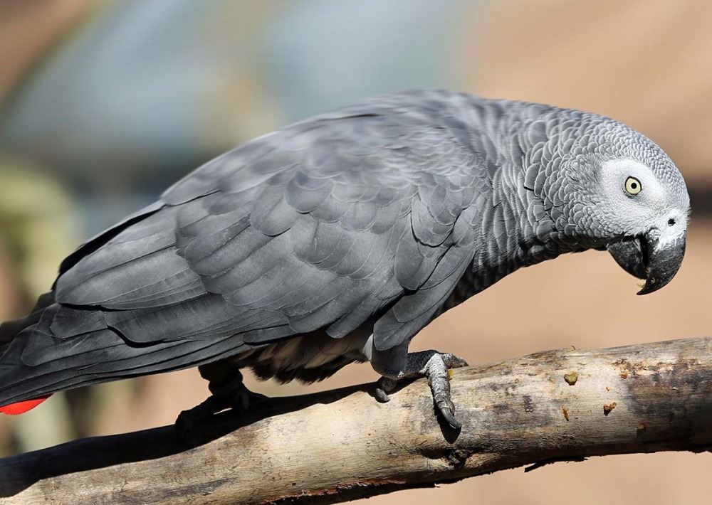 African Grey Parrot