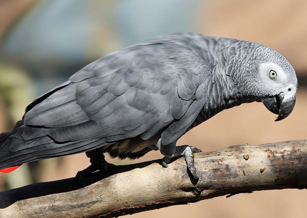 African Grey Parrot