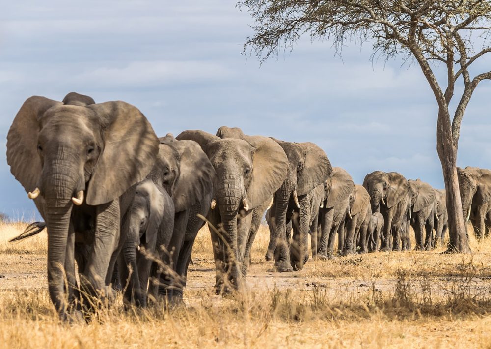 Herd of elephants walking the savannah