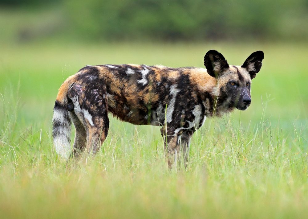 African Wild Dog standing in grasses
