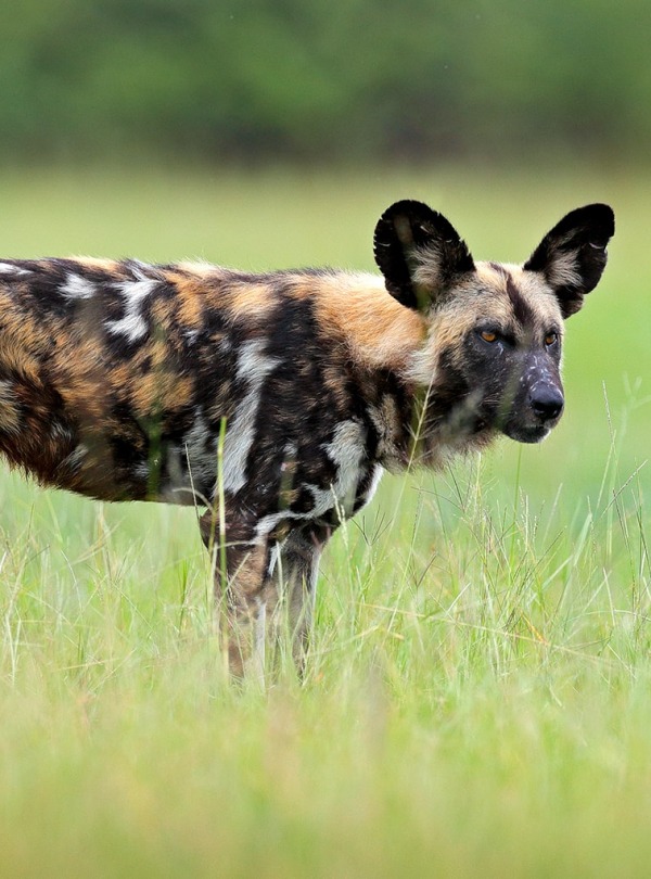 African Wild Dog standing in grasses