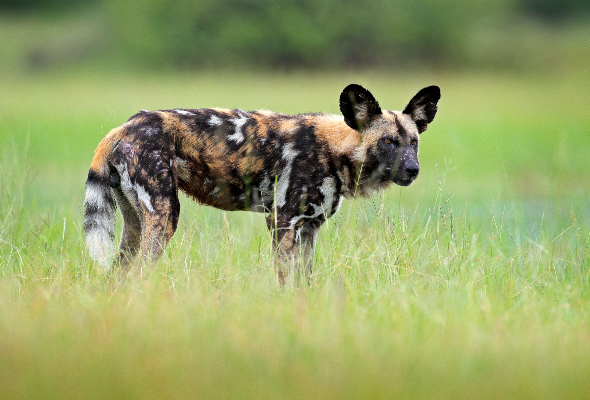 The African Wild Dog (CR), by Ondrej Prosicky