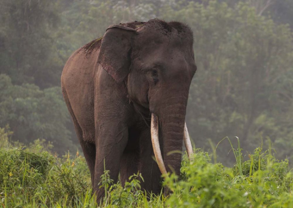 Asian Elephant