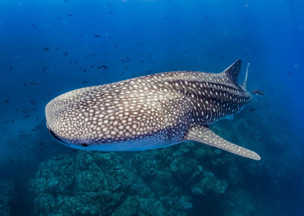 Whale shark