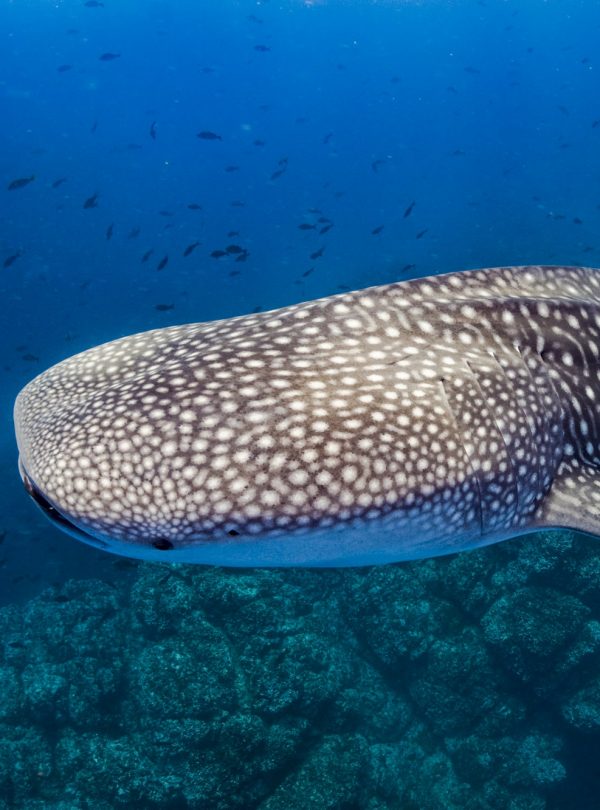 Whale shark