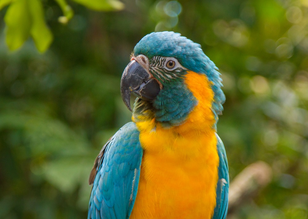 The Critically Endangered Blue-throated Macaw. Wild birds are taken for the pet trade.