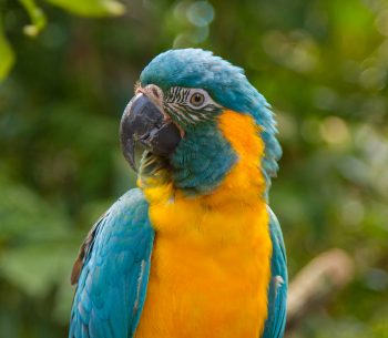 The Critically Endangered Blue-throated Macaw. Wild birds are taken for the pet trade.