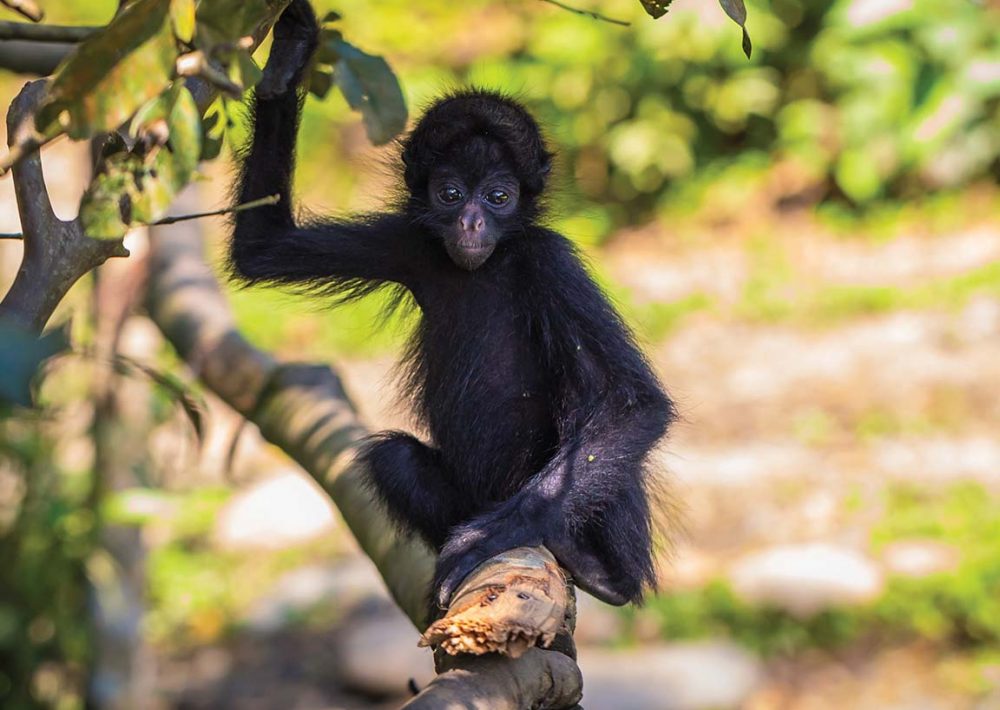 Baby-Black-faced-Spider-Monkey