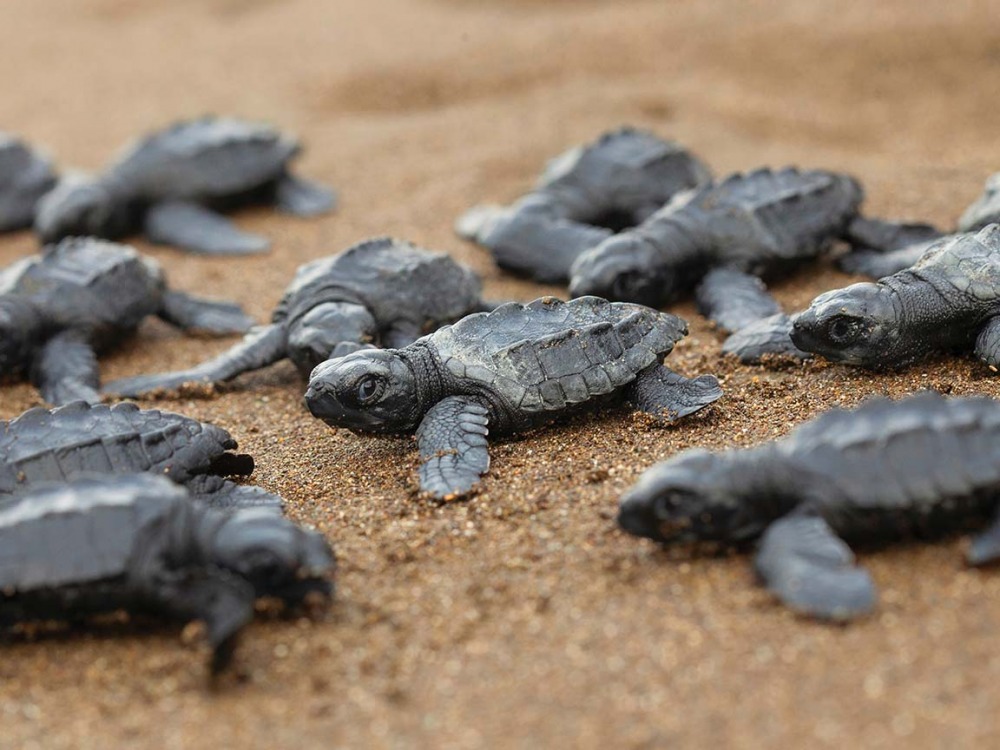 Baby Olive Ridley Sea Turtles