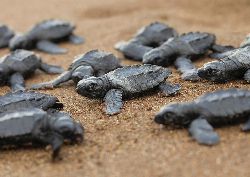 Baby Olive Ridley Sea Turtles