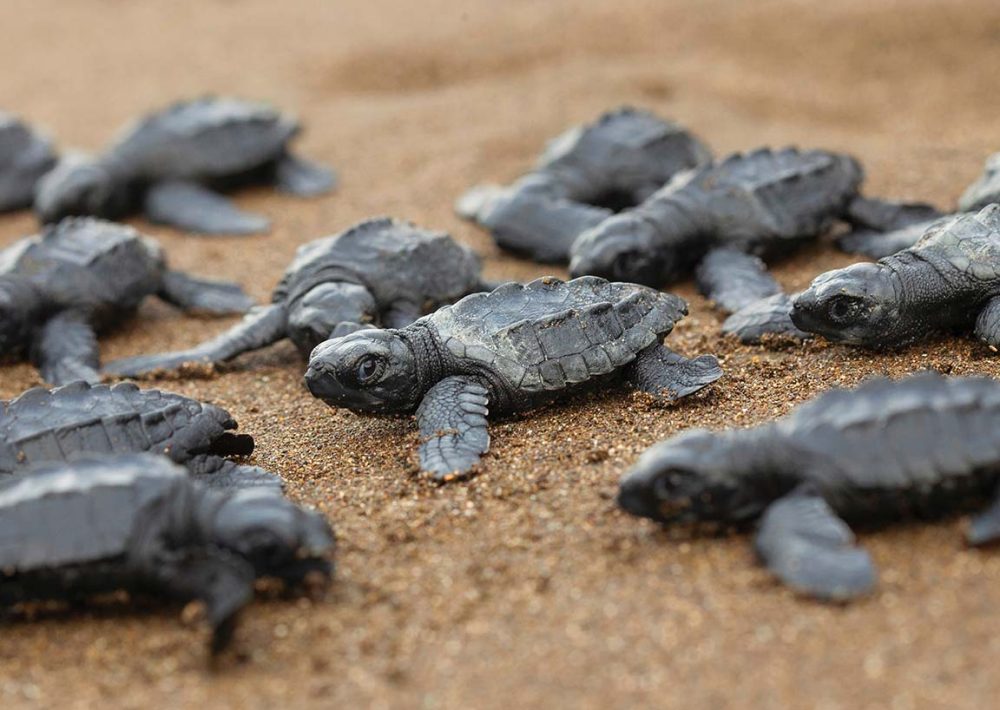 Baby Olive Ridley Sea Turtles