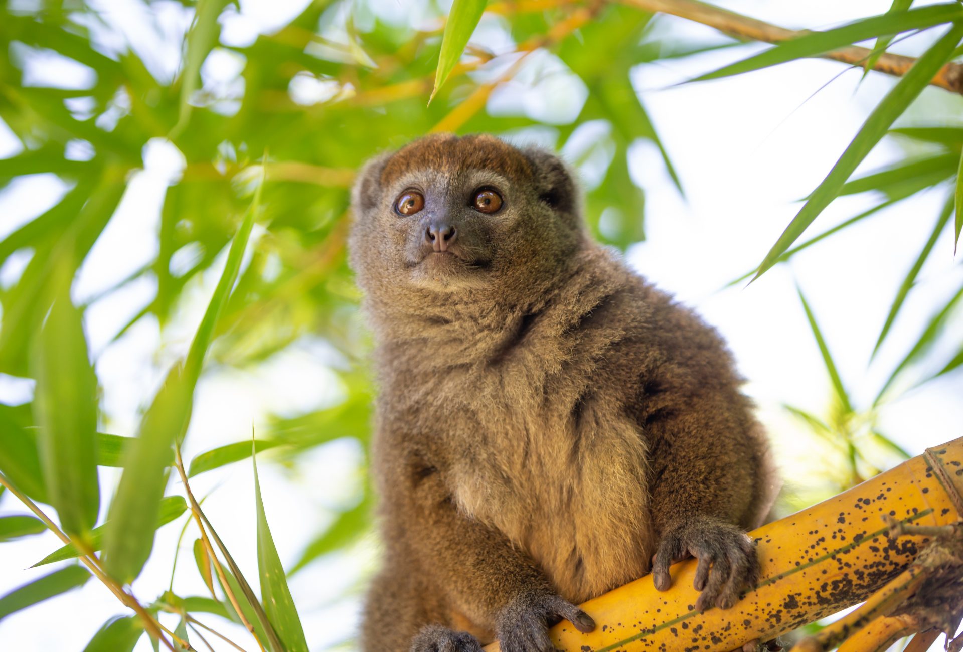 Bamboo lemur sitting on a branch