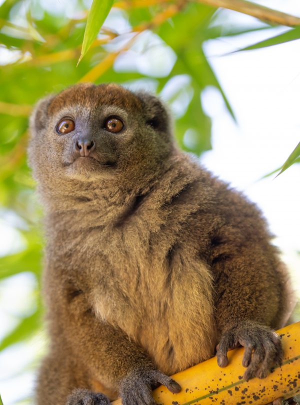 Bamboo lemur sitting on a branch