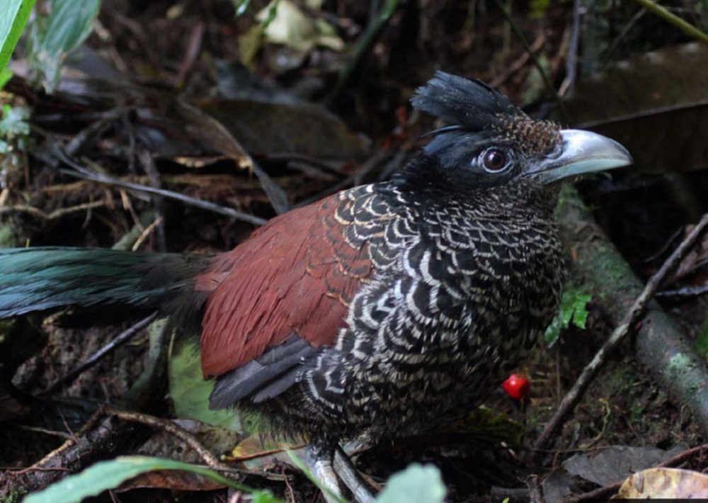 Banded Ground Cuckoo