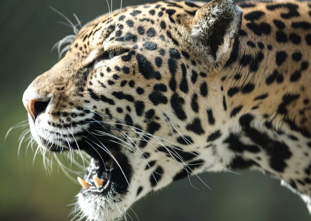 Jaguar in Belize