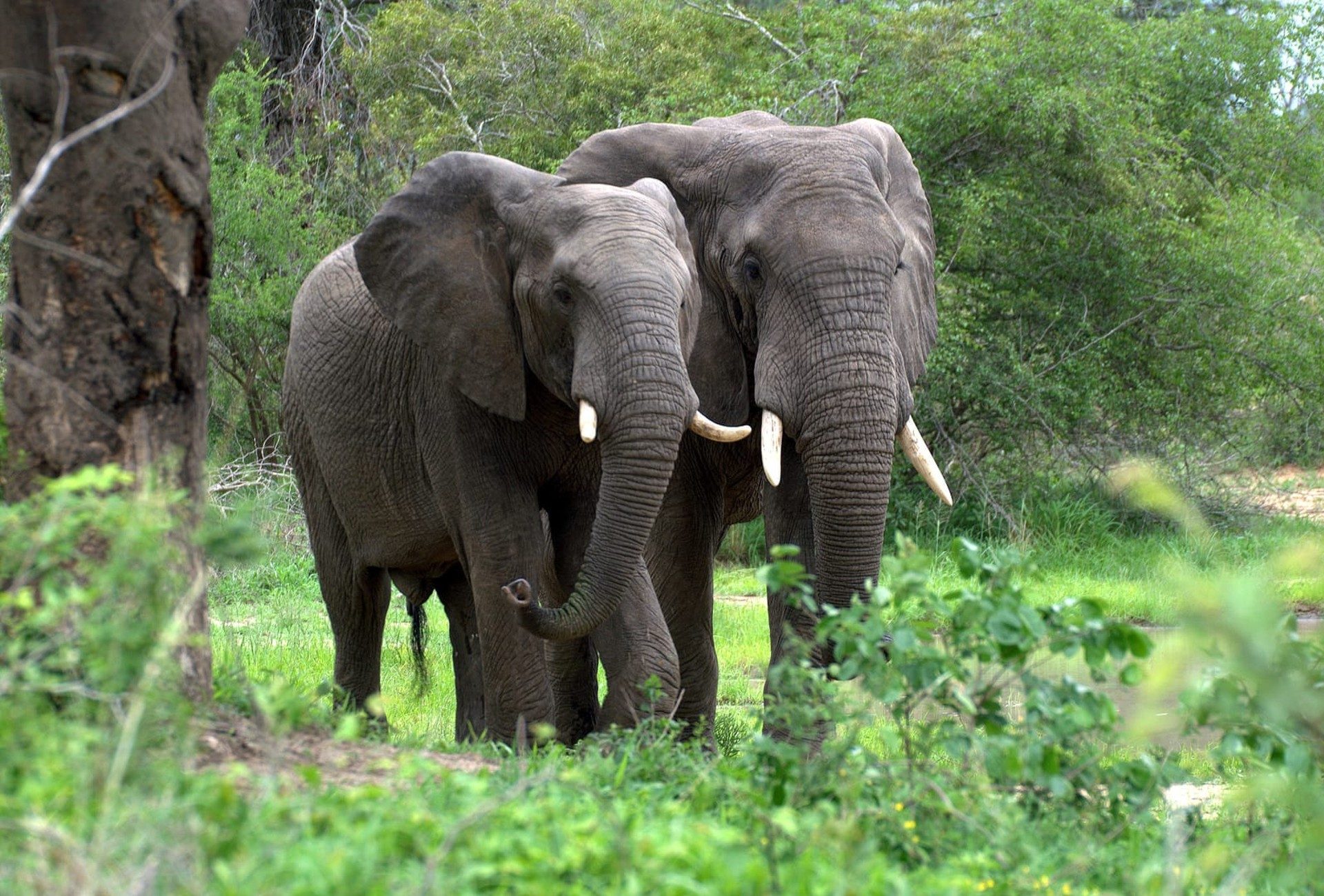 Forest Elephants walking in the grasses