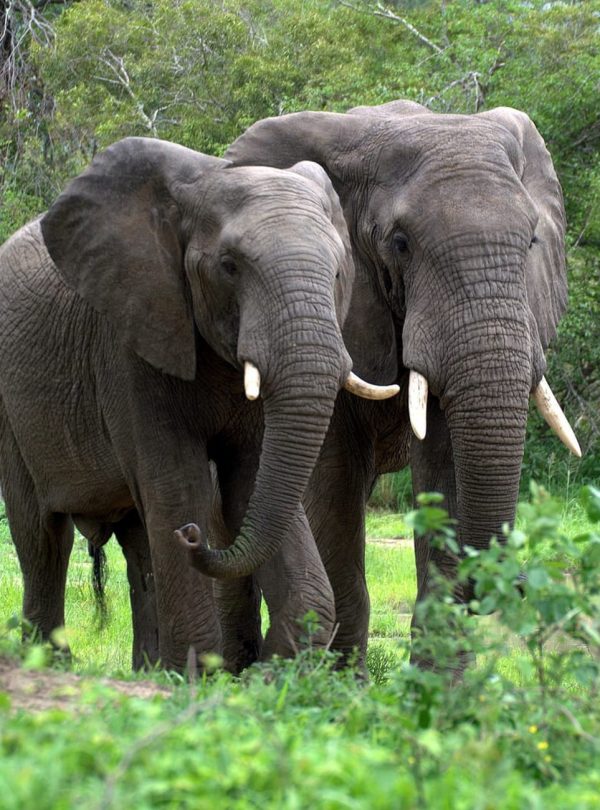 Forest Elephants walking in the grasses