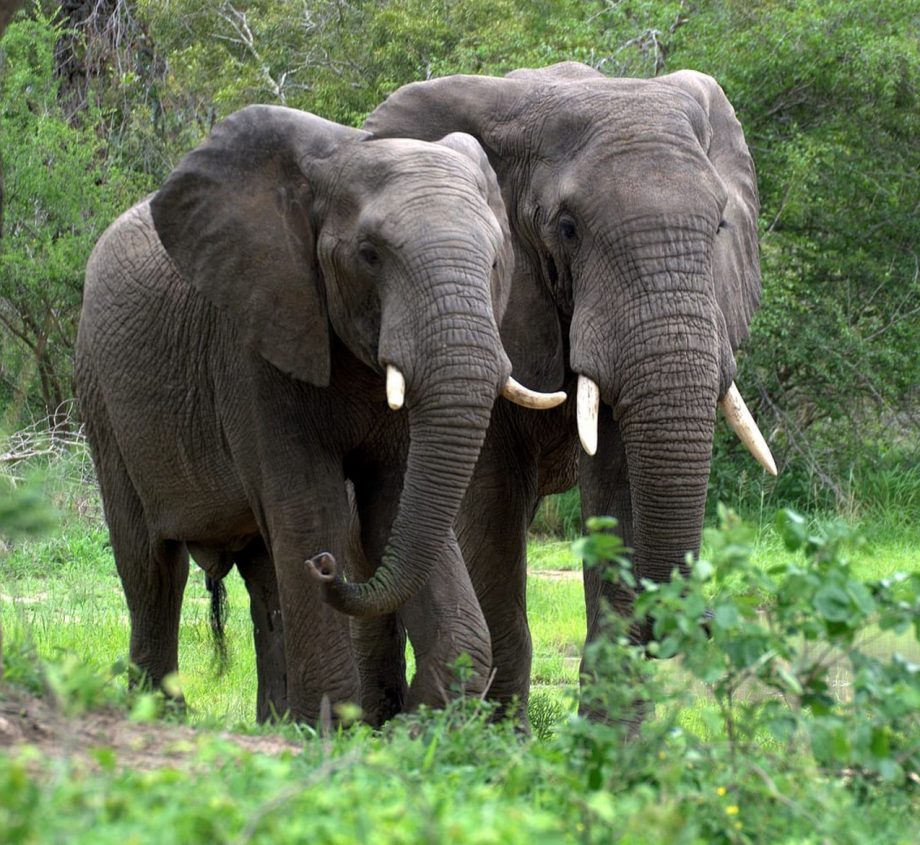 Forest Elephants walking in the grasses