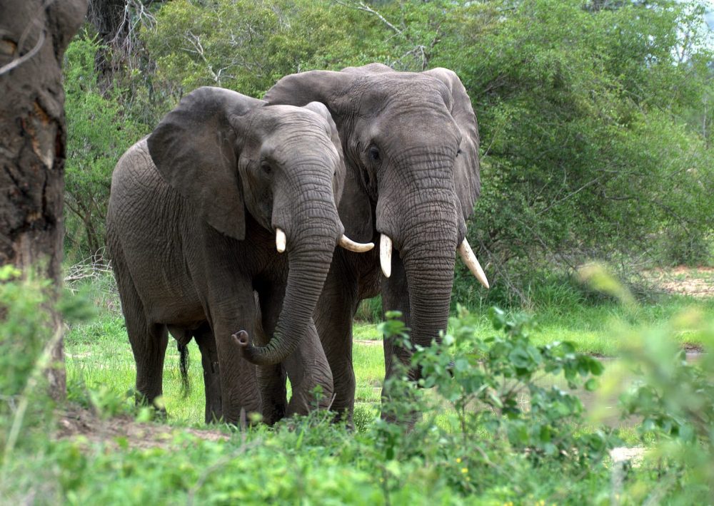 African Forest Elephants standing in the grass