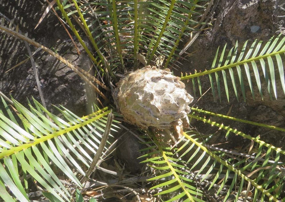 Virgin Palm