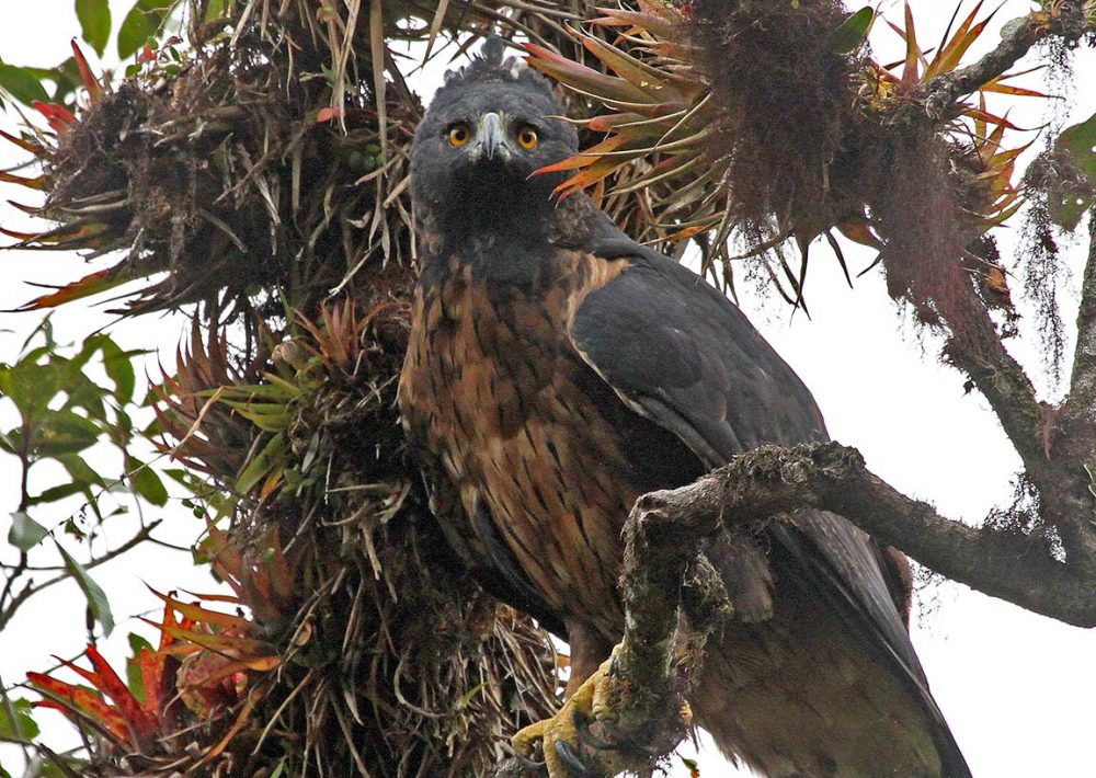 Black and chestnut Eagle