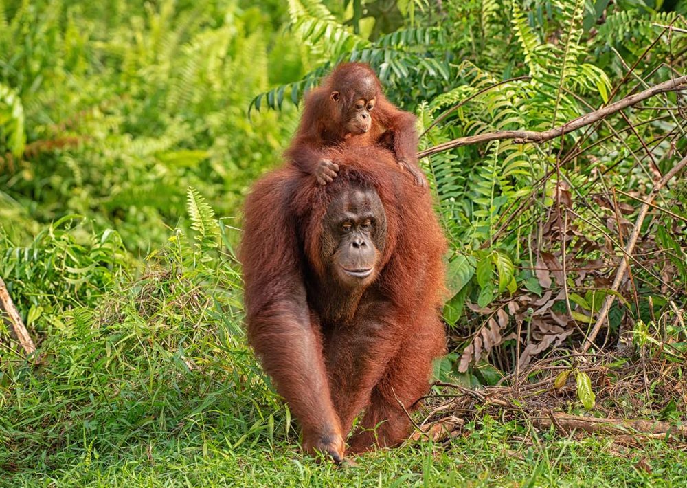 Borneo Orangutan