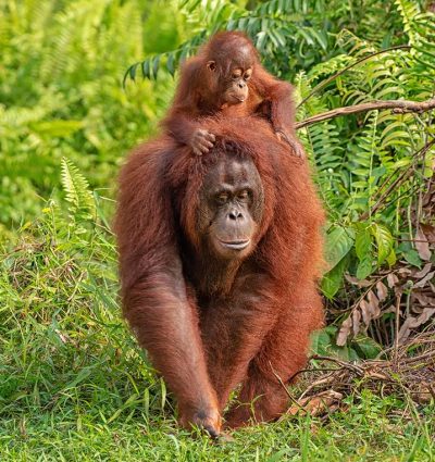 Borneo Orangutan