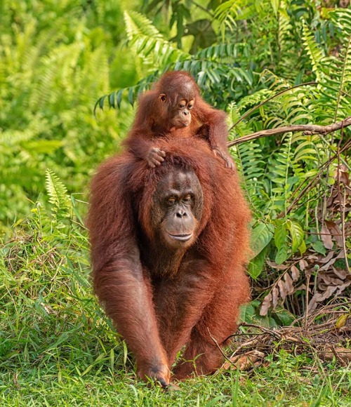 Borneo Orangutan