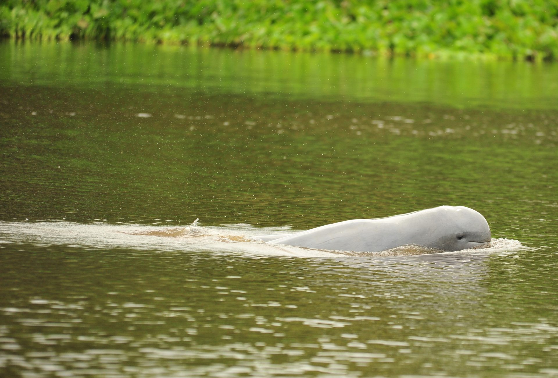 Mahakam River Dolphin