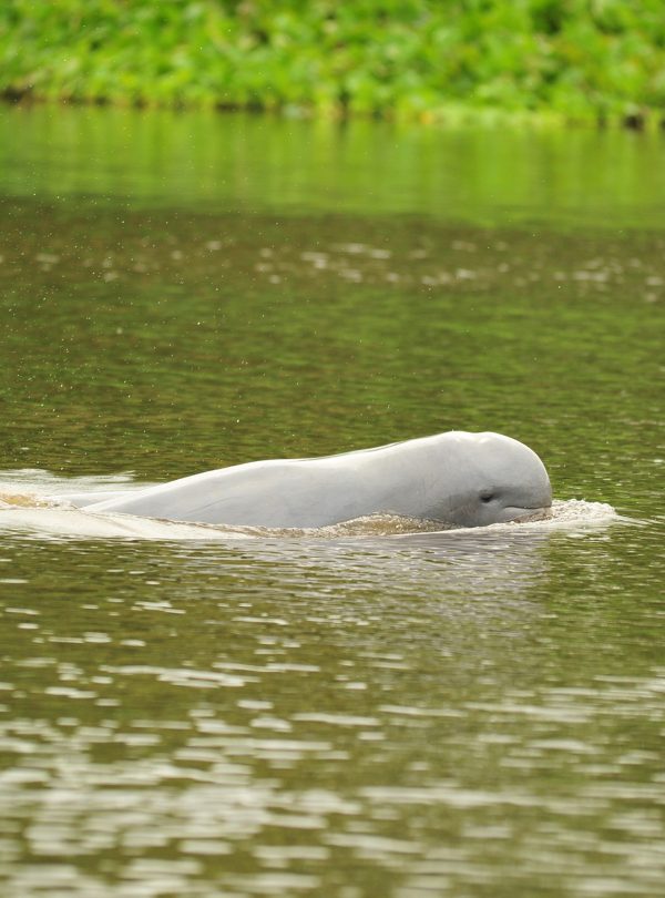 Mahakam River Dolphin