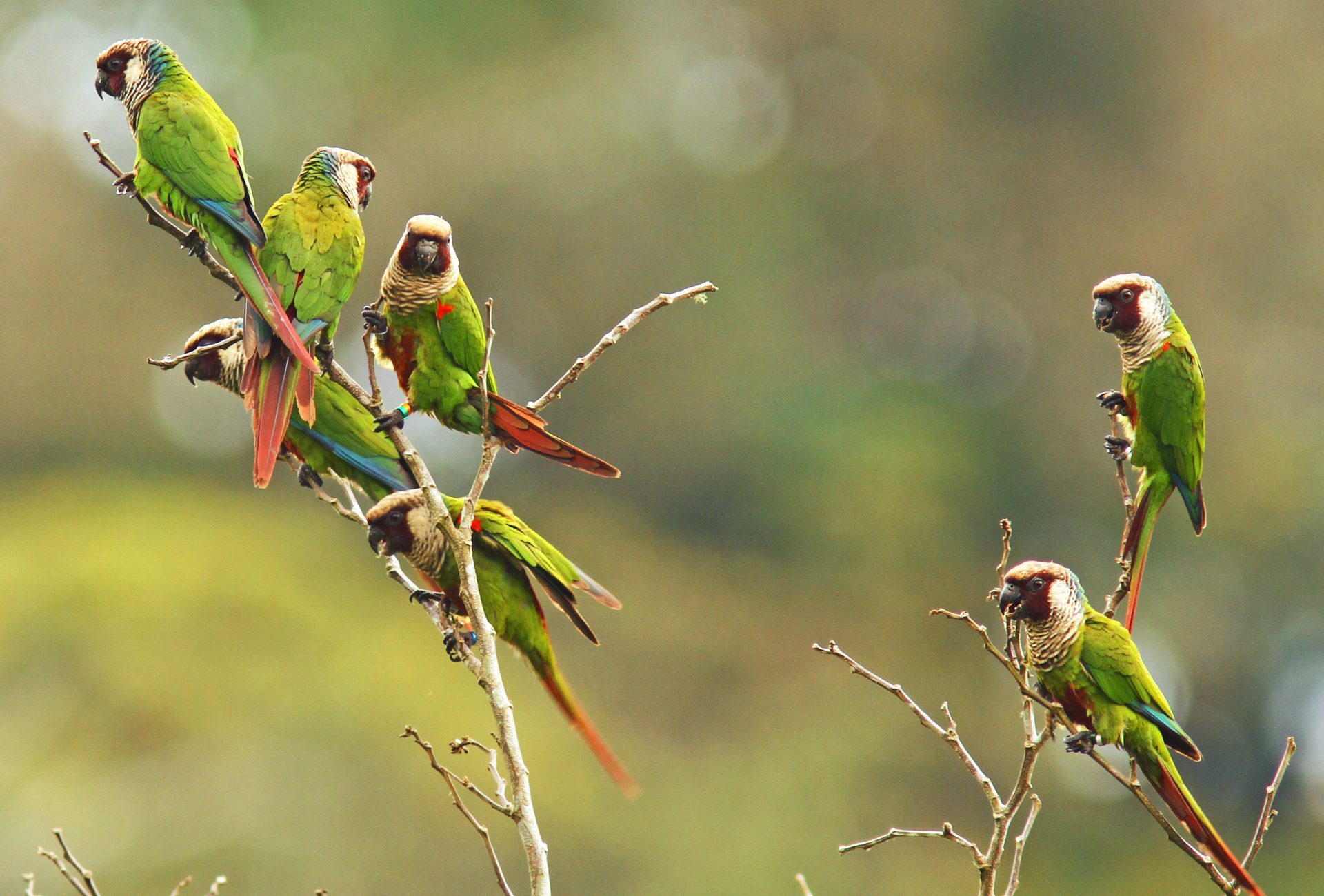 Grey-breasted Parakeet