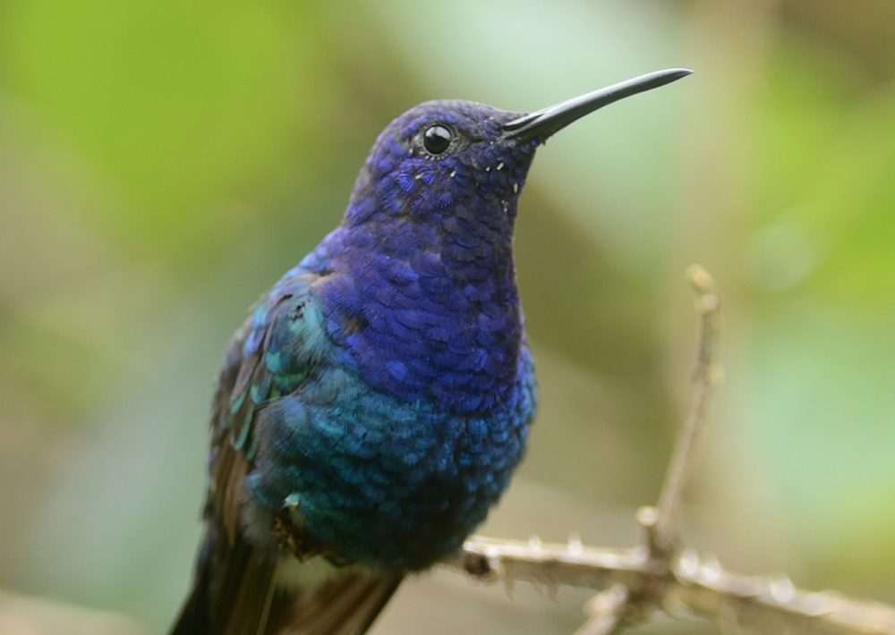 Swallow-tailed Hummingbird