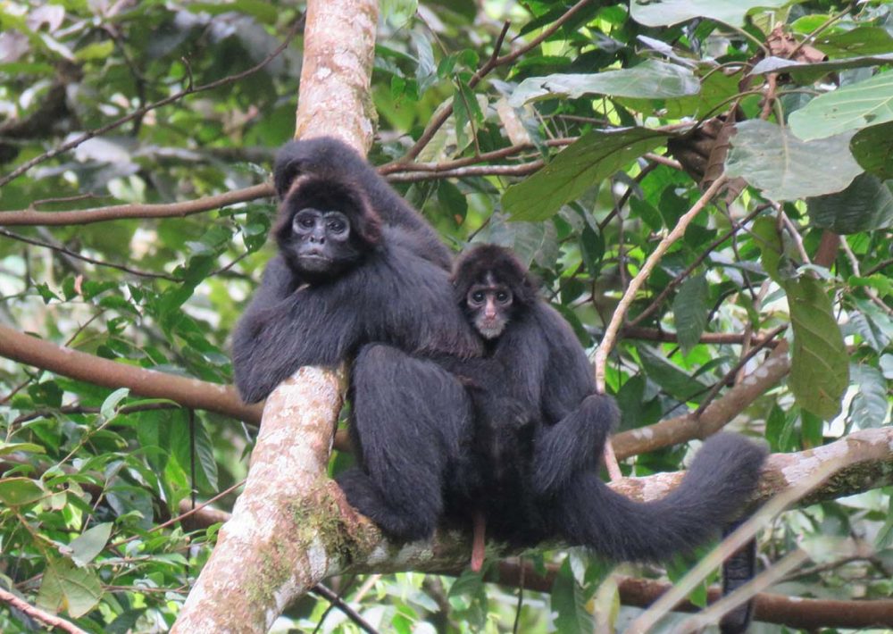 Brown headed Spider Monkey