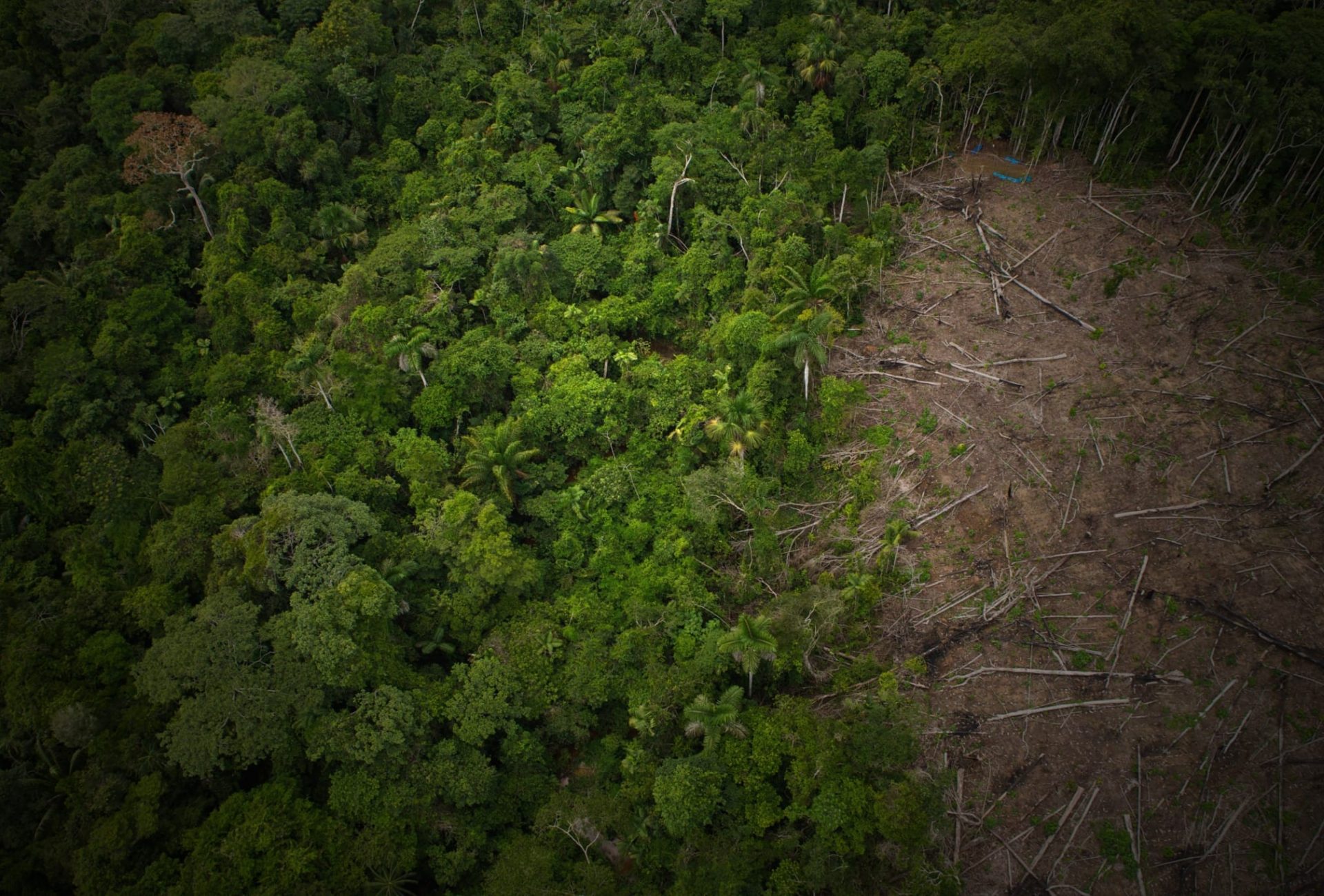 Deforestation in the  threatens one of the world's largest